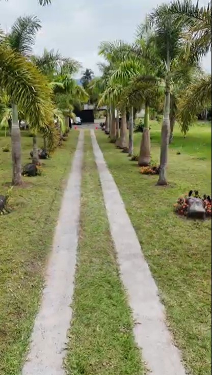 Palmas de Jerusalén